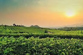 Bahwa berdasarkan pertimbangan sebagaimana dimaksud dalam huruf a dan huruf b, perlu menetapkan. Kebun Teh Ciater Wisata Bandung Yc Travella Tour Bandung Error 404 Wisata Bandung Yc Travella Tour Bandung