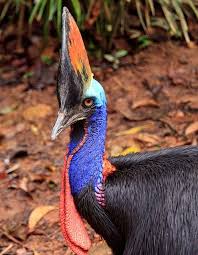 Cassowary Australian Native Birds Cassowary Australian Fauna