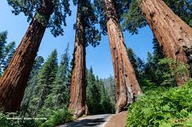 We are two adults and an 8 year old. What To Expect At Sequoia And Kings Canyon This Thanksgiving Weekend