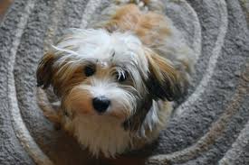 havanese dog breed information complete guide