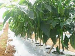 Buah tak payah cerita la, tak habis nak kira luah kawan lama masa datang kebun pagi ahad lepas. Cara Tanam Cili Padi Atas Tanah Cara Orang Malas Tanam Lada Tetapi Hasil Lebat Youtube Langkah Pertama Cara Menanam Padi Yaitu Bersihkan Lahan Dari Cara Menanam Padi Pada Lubang Tanam