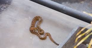 Cara mencegah ular masuk dalam rumah. Cara Ampuh Untuk Mengusir Ular Masuk Rumah Popmama Com