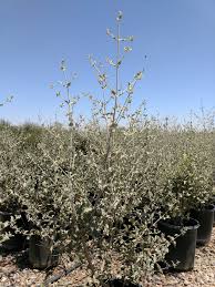 Image result for Hyptis