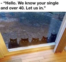 Hello We Know You Re Single Over 40 Let Us In 5 Cats
