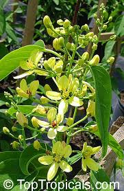 Image result for Tristellateia