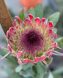 Image result for Protea rupestris