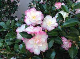 Wordpress Com Rose Of Sharon Tree Flowering Plants Names Leslie Ann