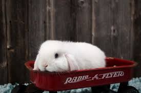 Baby Blue Eyed White Holland Lop Bunny In A Wagon Cute Baby Bunnies Cute Little Animals Bunny Pictures