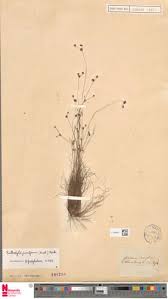 Image result for Bulbostylis pusilla