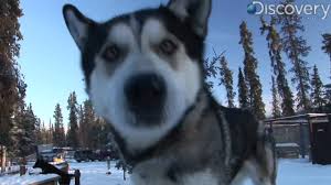 Nov 14, 2018 · alaskan husky vs siberian husky health problems. Iditarod Alaskan Husky Youtube