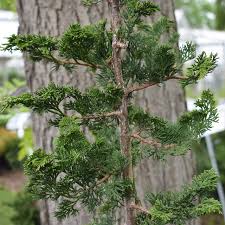 Image result for Chamaecrista gracilior