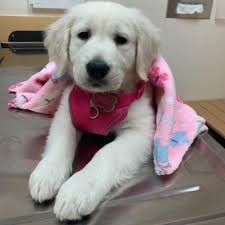 Check spelling or type a new query. Golden Retriever Puppies Of West Texas Home Facebook