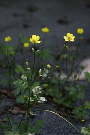 Image result for Ranunculus oreophytus