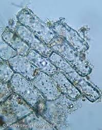 Maybe you would like to learn more about one of these? Scientific Audrey Lewis Photography