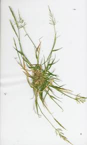 Image result for Sporobolus stapfianus