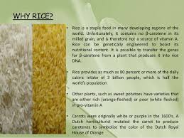 Golden rice, which was developed in the hopes of combatting that problem by a team of european scientists in the late '90s, was genetically modified to provide an essential nutrient that white rice lacks: Golden Rice The Genetically Modified Crop In India