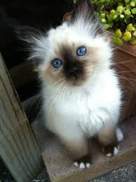 High quality birman cat gifts and merchandise. Birman Kittens For Sale Petfinder