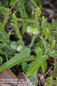 Image result for Tragia kirkiana