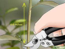 The best advice we can offer is to keep a close eye on it's essential to collect and discard every bit of plant material, because these plants can root from after you've cut back your asiatic jasmine, water it well to help it recover from the shock of the trims. How To Grow Jasmine From Cuttings With Pictures Wikihow