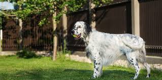 A fence made of traditional wood or metal is strong, sturdy, and protective. Backyard Dog Fence Ideas Designs Freedom Fence Blog