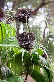 Tacca Chantrieri Black Bat Flower In 2020 Planting Bulbs Plants Bat Flower