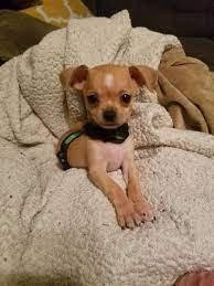 Chihuahua Puppies For Sale Florence Sc Chihuahua Puppies For Sale Teacup Chihuahua Puppies Chihuahua Puppies