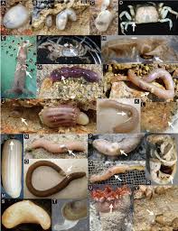 Image result for Galeomma