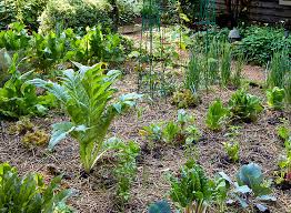 Plant fragrant florals or start a vegetable garden (or both!), and everyone can digging when the soil is too dry is harder work, and you can damage the soil structure if it's too wet. Calculate How Many Vegetables To Plant Garden Gate