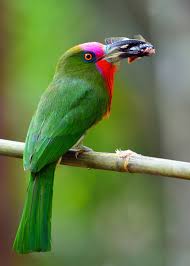 Check spelling or type a new query. 26 Of The Most Colorful Birds On The Planet And Where To Find Them Justbirding Com