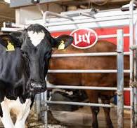 Robô de ordenha ajuda produtor rural a monitorar saúde das ...