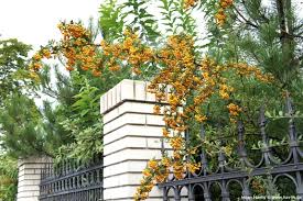 Image result for Pyracantha coccinea golden charmer