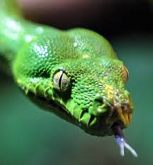 In diesem artikel haben wir die liste der giftigsten schlangen der welt zusammengestellt. Giftige Schlangen In Australien Zisch Texte Badische Zeitung