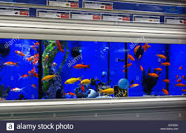 It's easy to purchase a fish tank and. Fish Shop Near Me Pet Cheap Online