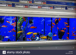 We did not find results for: Aquarium Pet Store Near Me Cheap Buy Online