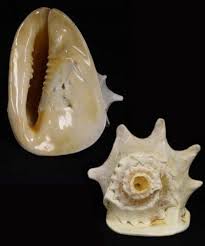 Check spelling or type a new query. Genuine Helmet Conch Shell Blowing Horn Large 8 9 By Myriahs 60 00 This Classic Helmet Conch Shell Blower Can B Musical Instruments Dramatic Look Horns