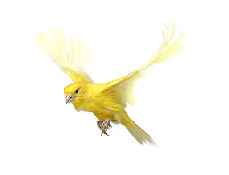 Pet Birds That Don T Fly Away Andrewzuckerman Animal Bird Canary Yellow Flying Canary Birds Birds Flying Away Birds Flying