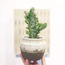 9 essential tips to know how often to water cactus plants. How To Tell If Your Cactus Is Dying Succulent City