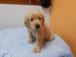 English crème retrievers are famous for their beautiful light crème coats. Golden Retriever Mr Bulldog Los Angeles Pico Rivera Dogs Puppies For Sale Golden Retriever Golden Retriever Puppy Dogs For Sale