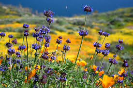 Celebrate and remember the lives we have lost in simi valley, california. California Wildflowers How To Catch The Spring Blooms The New York Times
