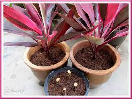 Propagating Ti Plant Cordyline Terminalis 2 In 2021 Ti Plant Plants Plant Cuttings