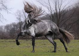 Whether we're talking about climate control or beautiful friezes on the stalls, there are horses in this world that live in the equivalent of mansions. The 10 Most Beautiful Horse Breeds In The World I Love Nature