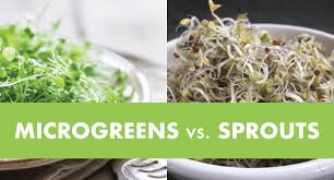 Microgreens Vs Sprouts Plus Free Comparison Chart