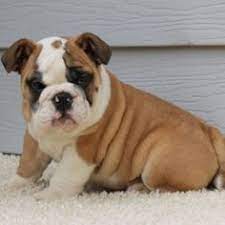 Miniature english bulldog puppies for sale in texas. 29 Mini English Bulldog Puppies Ideas English Bulldog Puppies Bulldog Puppies Mini English Bulldogs