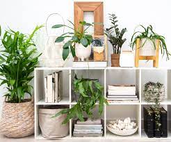 5 out of 5 stars. Top Indoor Plants For Bookshelves Flower Power
