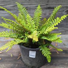 Image result for Polystichum transvaalense