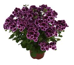 Image result for Pelargonium mossambicense