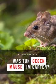 Wenn sie mäuse im garten vertreiben oder sie von terrassen oder ställen fernhalten möchten, können sie auch ein spezielles granulat * auslegen, das den nagerbefall. Was Tun Gegen Mause Im Garten Garten Wuhlmause Mause