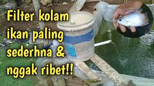Cara membuat filter kolam ikan koi: Cara Membuat Filter Air Kolam Ikan Budidaya Ikan Gurame Youtube