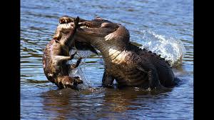 Many animals will scavenge if they have the chance, even though carrion is not their preferred food source. Amazing Predators Fight Big Battle Animals Real Fight Natural Life Youtube