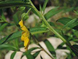 Image result for Ludwigia erecta